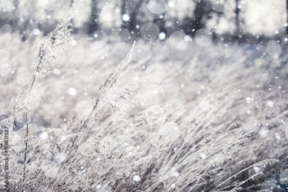 Snowfall in the field. Bush Grass covered with ice crystals. The snow glistens on the blade of grass. Close-up. Winter background. Copy space. Snowfall in the field. Bush Grass covered with ice crystals. The snow glistens on the blade of grass. Close-up. Winter background. Copy space.