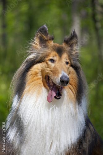 Rough Collie