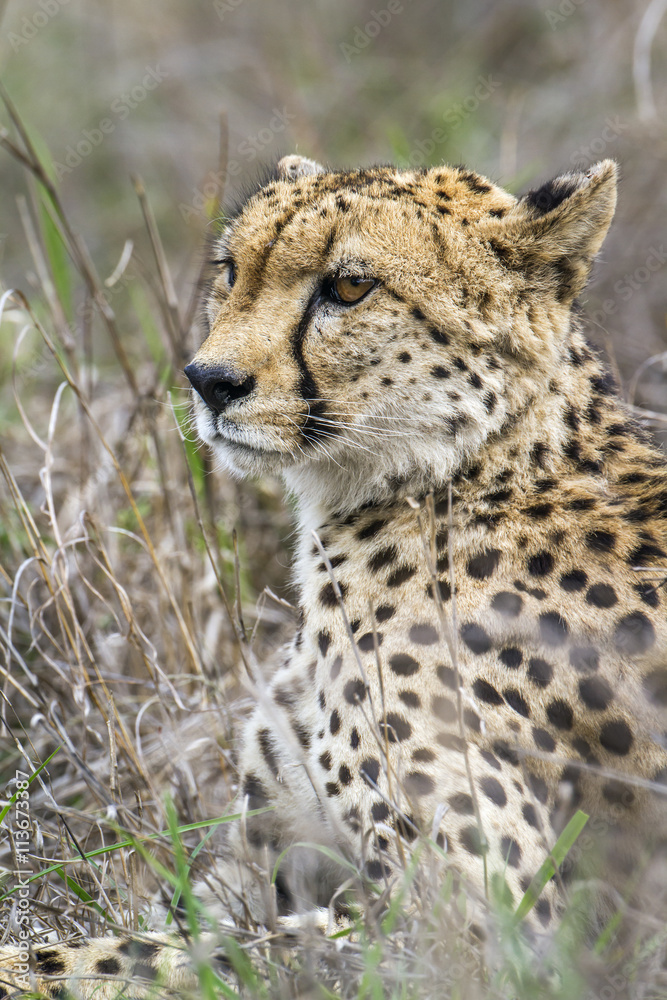 Cheetah in Kruger National park, South Africa Cheetah in Kruger National park, South Africa