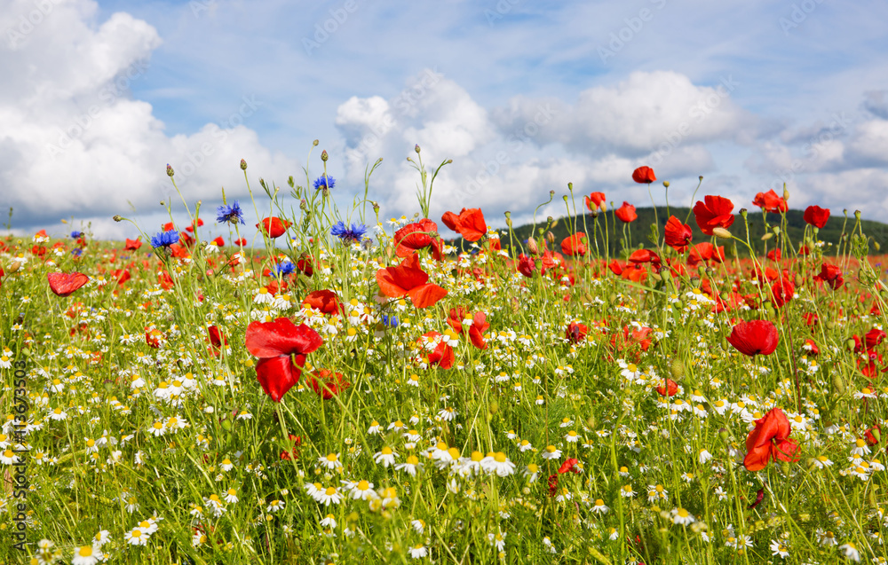 Obraz premium Beautiful poppy and daisies field .