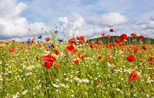Beautiful poppy and daisies field . © Swetlana Wall