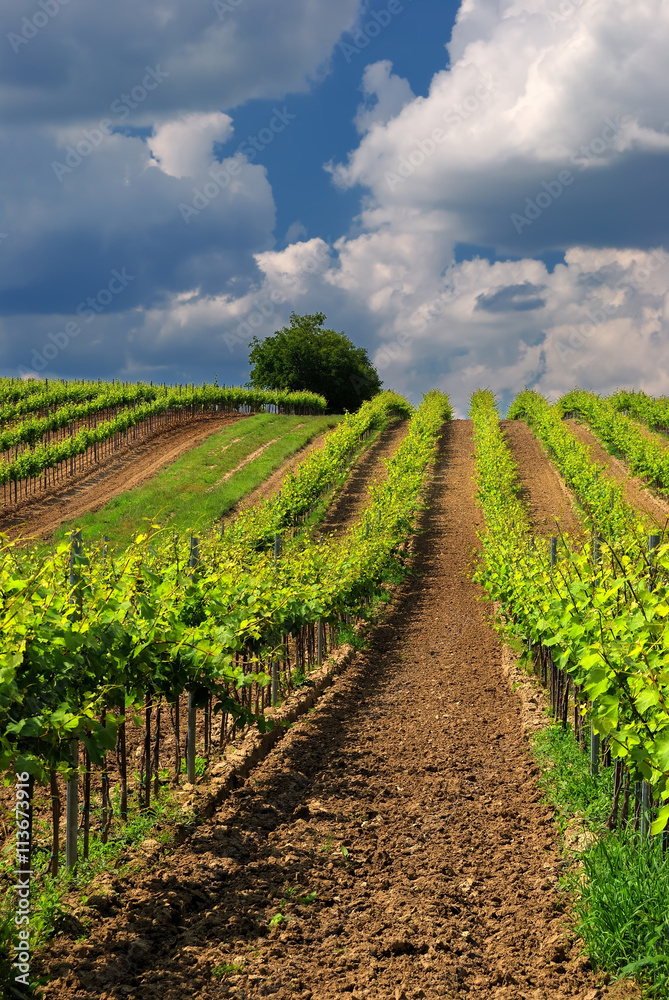 Beautiful vineyard orchard, Pannonhalma Wine Region in Hungary