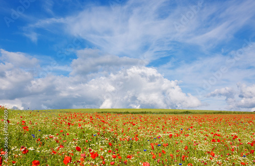 Beautiful poppy field and blue sky.