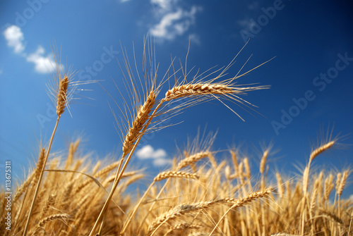 Ears of wheat on the golden wheat field with blue sky  Hungary