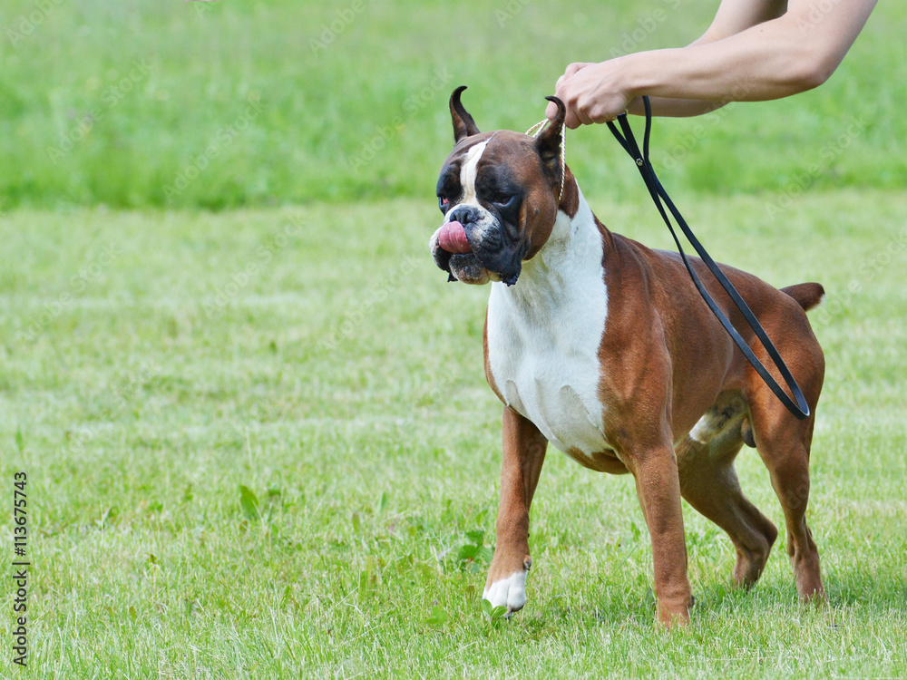Boxer dog licking lips pulling on the leash