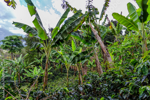 Arbre bananier en Colombie nature