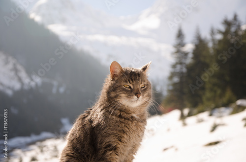 Canvas Print portrait of a cat sitting outside in the sun