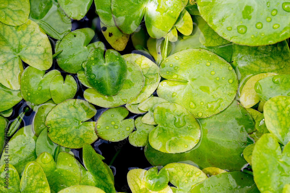 water lilies in water-garden water lilies in water-garden