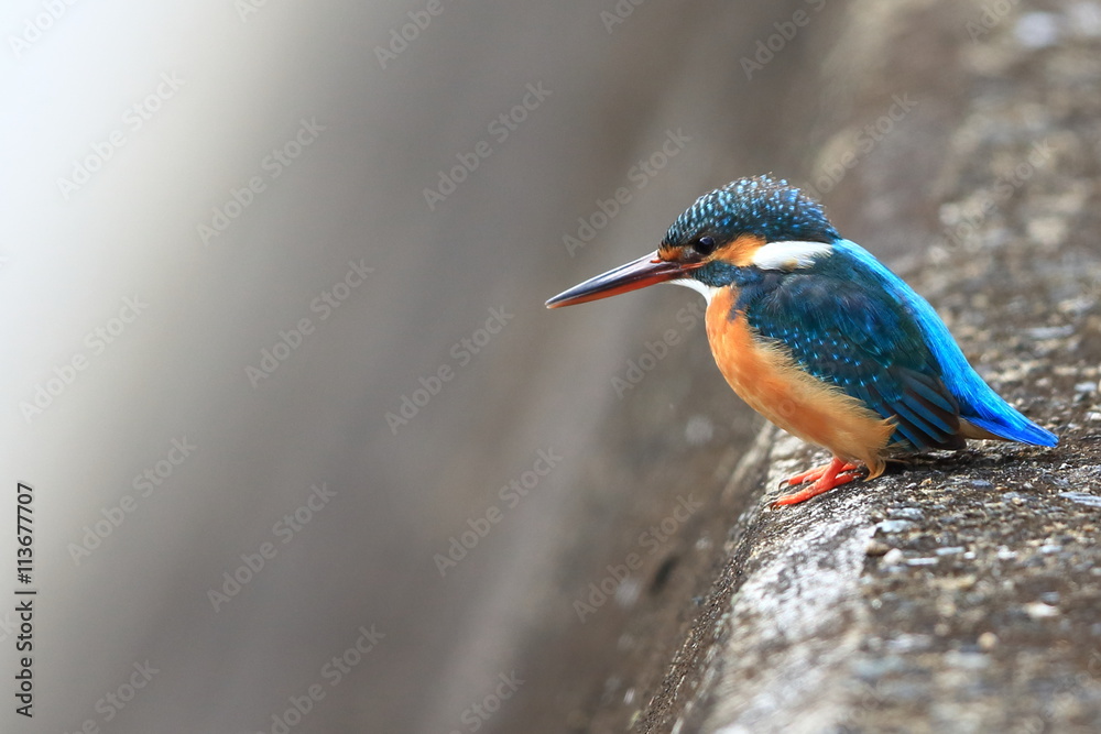 Obraz premium 野生のカワセミ