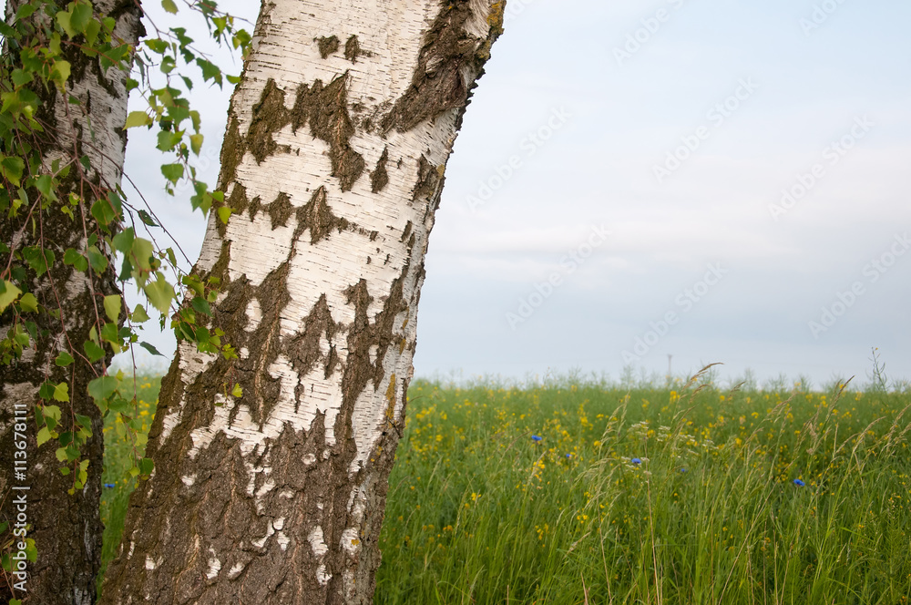 Obraz premium Birch trunk on rape field background