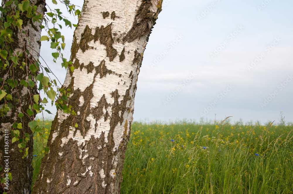 Birch trunk on rape field background