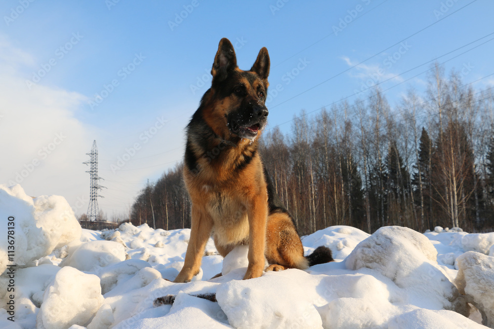 German shepherd dog on snow in winter day