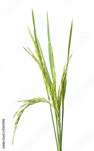 green spike rice Isolated