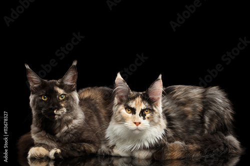Two Maine Coon Cats Lying and Looking in Camera Isolated on Black Background