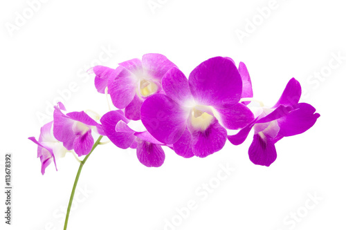 beautiful purple orchid flowers cluster isolated