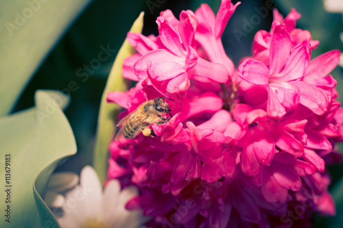 Frühlingsblumen photo