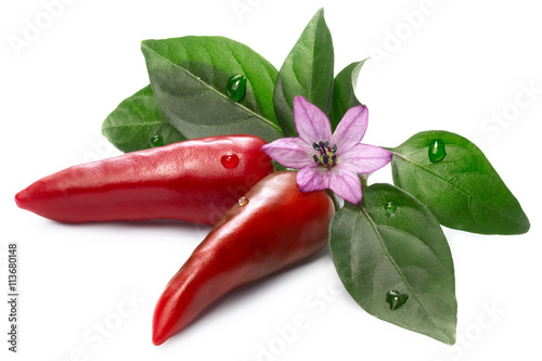 Fototapete Jalapeno Pepper (Capsicum Annuum) with leaves and flower