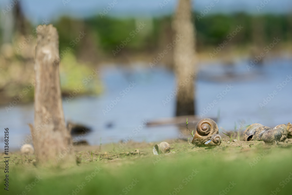 The Snail dead beside the reservoir. The Snail dead beside the reservoir.