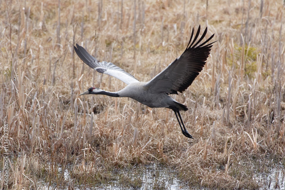 Fototapeta premium Common Crane (grus grus) flying above wetland in spring. Closeup image of big bird with wings wide spread.