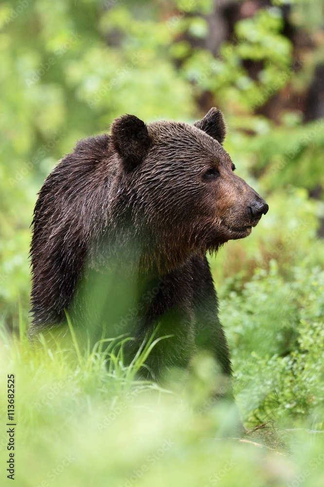 Fototapeta premium male brown bear in forest
