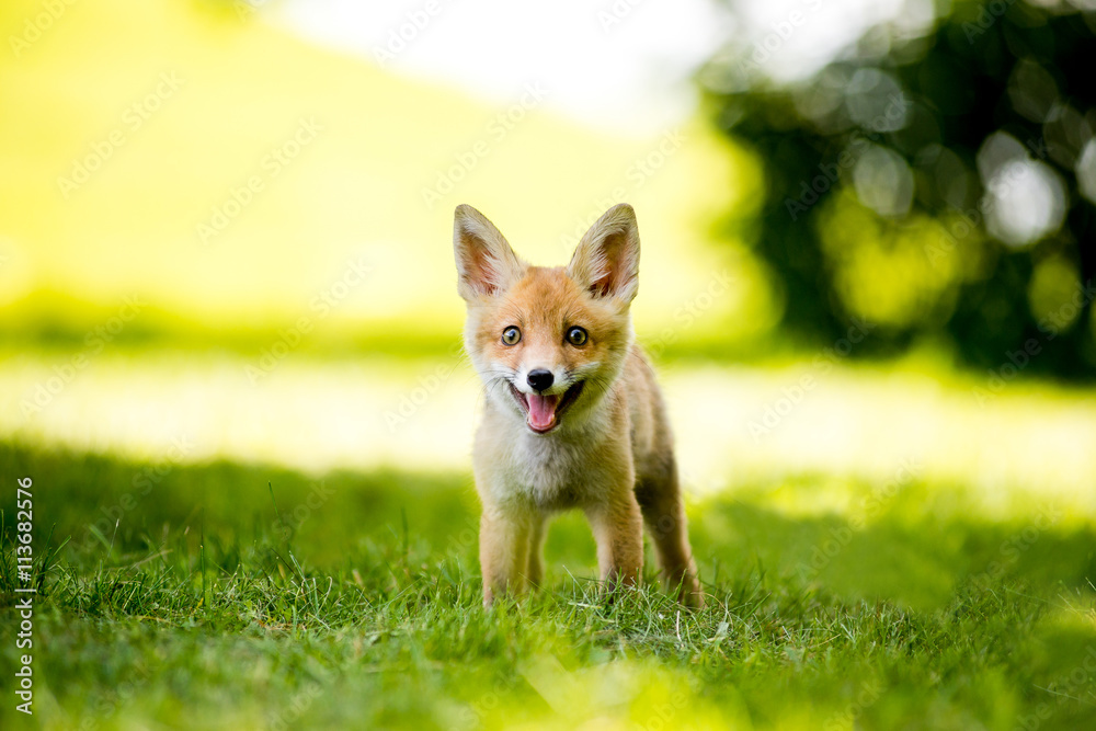 Young Red Fox Cub Standing on the Grass Young Red Fox Cub Standing on the Grass