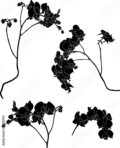 Fototapeta Naklejka Na Ścianę i Meble -  four black orchid branches sketches illustration