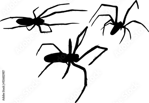 three isolated small black spiders illustration
