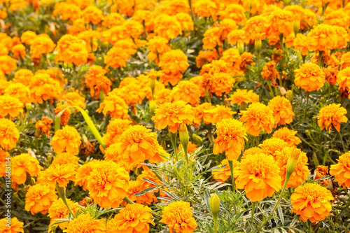 Marigolds flower (Tagetes erecta, Mexican marigold, Aztec marigo © asanee_photo
