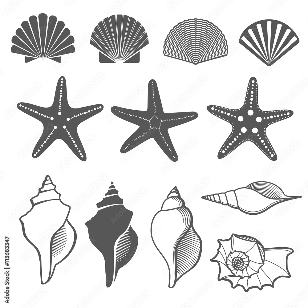 Sea shells and starfish vector set Stock Vector | Adobe Stock