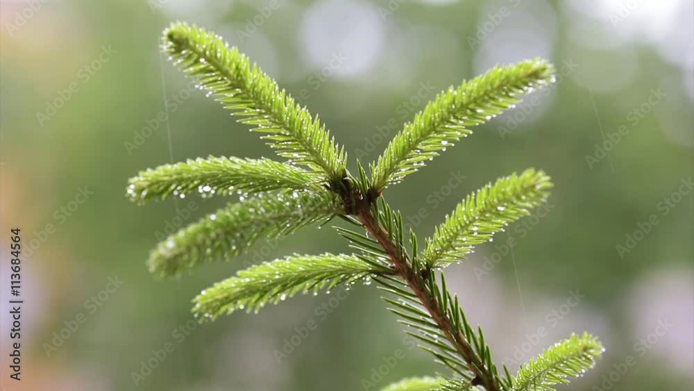 Rain falling on coniferous fir tree branches covered with water droplets. Close-up. Rain falling on coniferous fir tree branches covered with water droplets. Close-up.