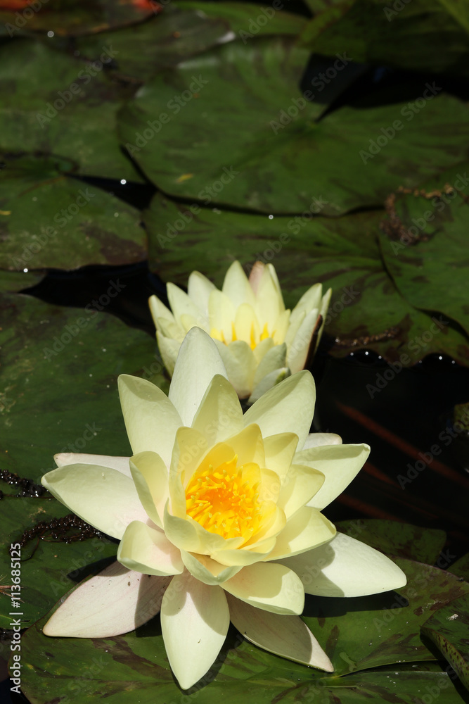 Two yellow water lilies with leaves Two yellow water lilies with leaves