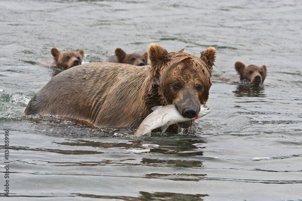 Obraz premium Bear with bear cubs