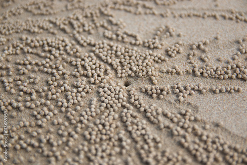 Crabs holes on beach sand
