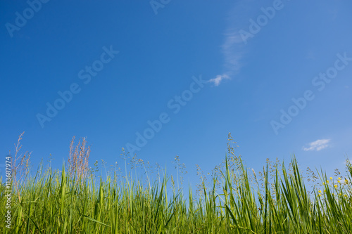 Green grass on background of pure blue sky. Grass and sky. Summer panorama of wild nature. A large sky on a summer day.
