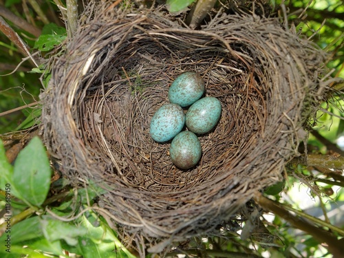 Common blackbird  (Turdus merula) nest with 4 eggs