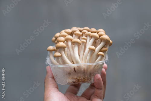 Shimeji Mushrooms
