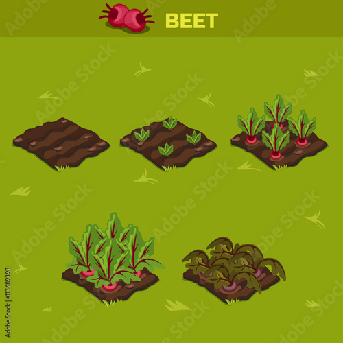SET 10. Isometric Stage of growth Beet