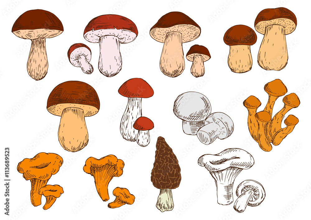 Naklejka Fresh picked forest edible mushrooms sketches