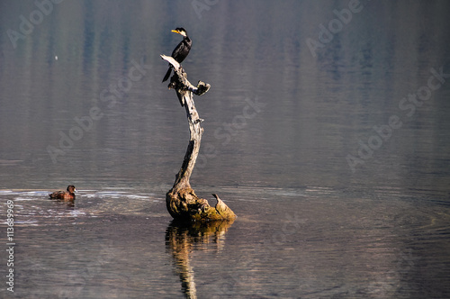 Fotografie Bird on the lake in Glenorchy, New Zealand
