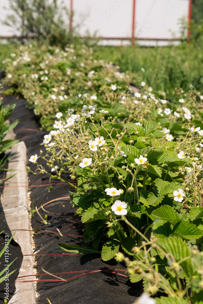 Blooming strawberries plants growing in the bed in the farmers garden Blooming strawberries plants growing in the bed in the farmers garden