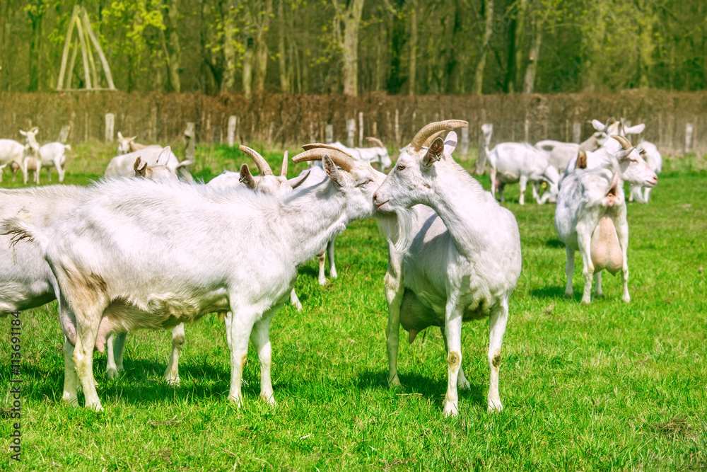 Obraz premium Goats herd pasturing