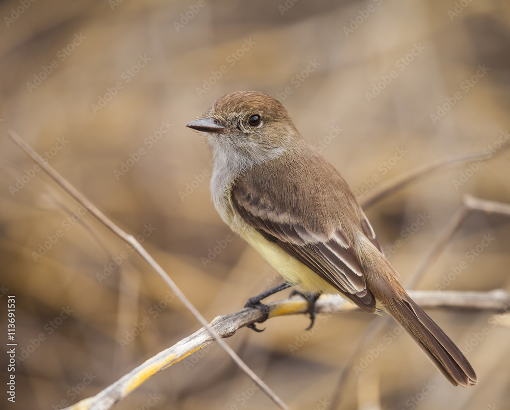 Fototapeta premium Warbler Finch