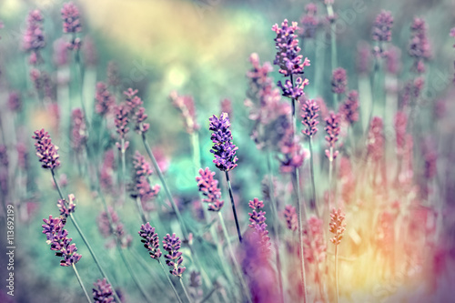 Lavender flower in flower garden