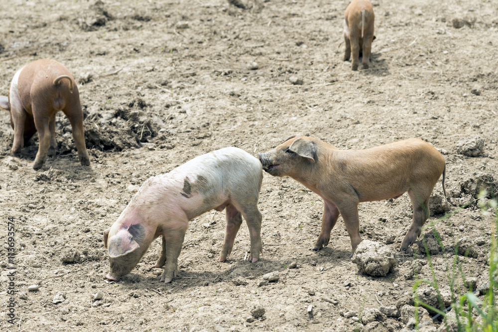 Fototapeta premium Spielende Ferkel auf der Weide, Schweinchen beisst den Kollegen in das Ringelschwänzchen ;)