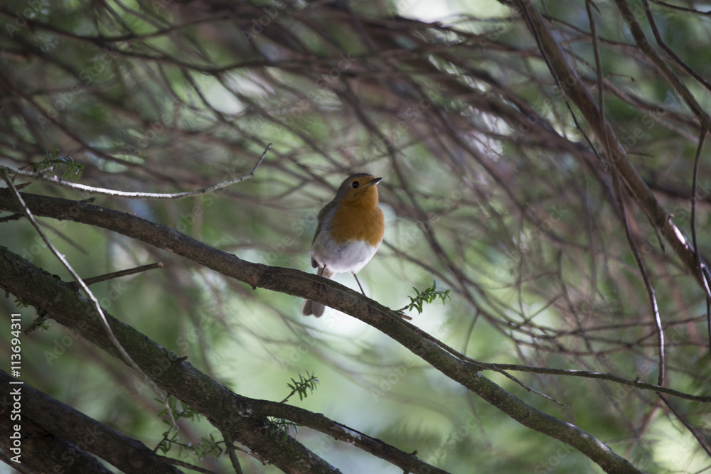 Robin Red Breast (Erithacus rubecula) Robin Red Breast (Erithacus rubecula)