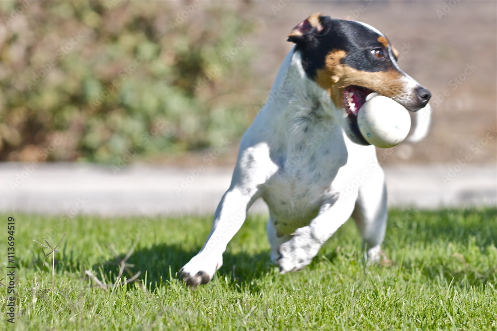 jack russel in action