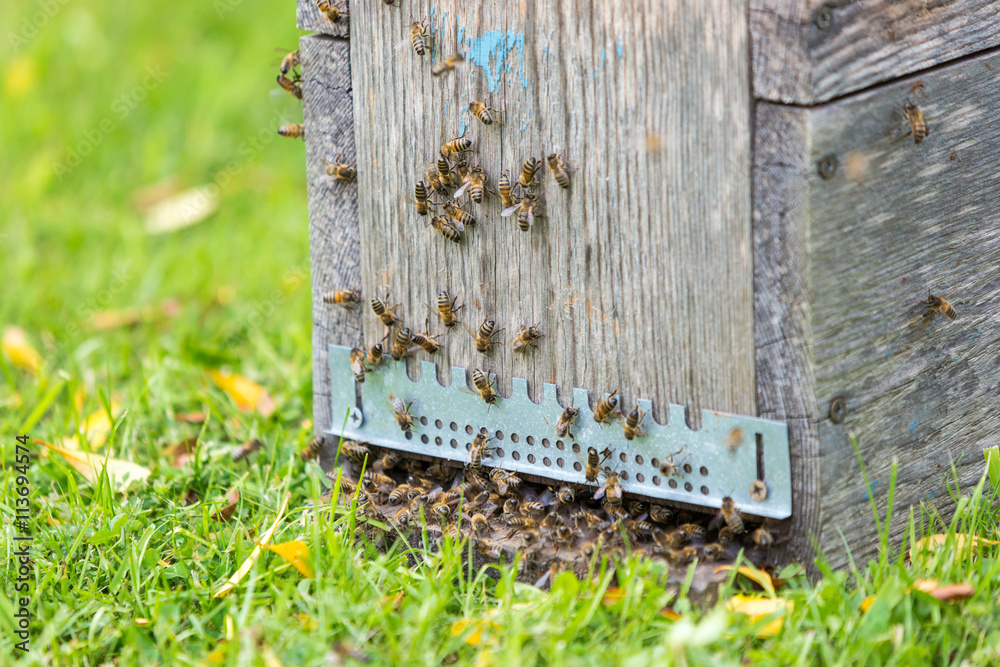 Abeille, apiculteur - obrazy, fototapety, plakaty 