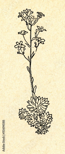 Εκτύπωση καμβά Alpine saxifrage (Saxifraga paniculata)