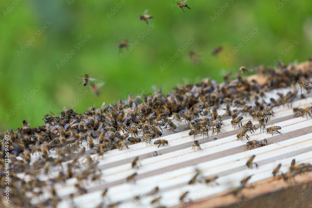 Abeille, apiculteur - obrazy, fototapety, plakaty 