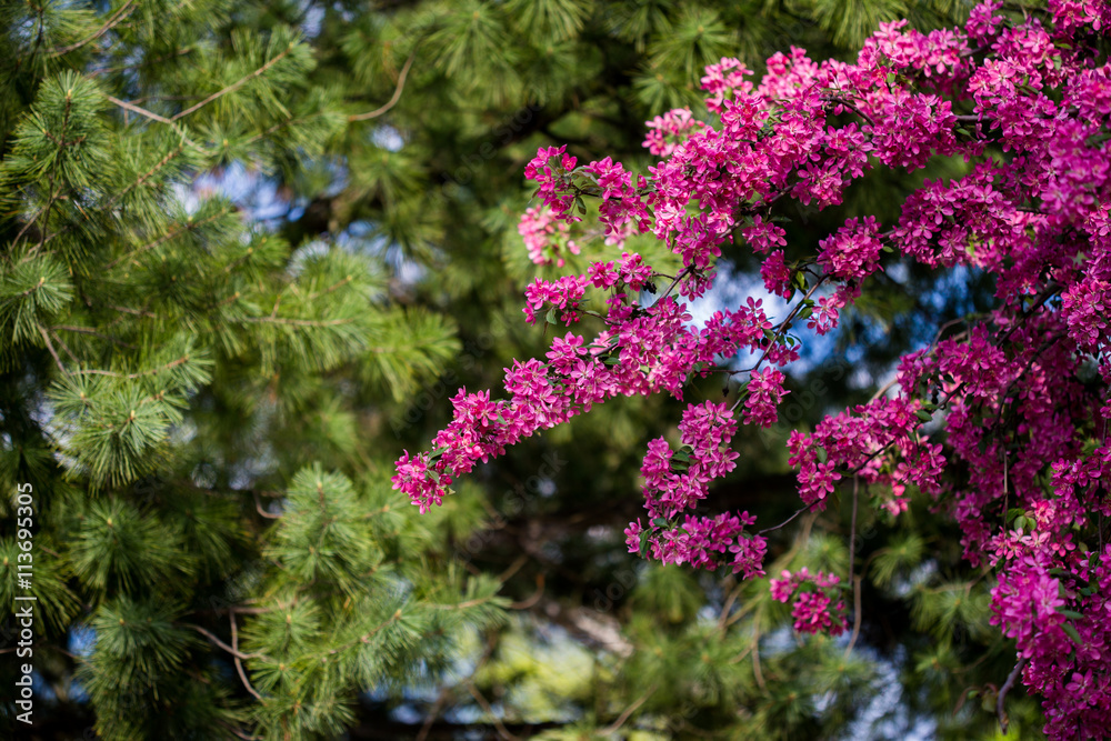 Blooming wild apple